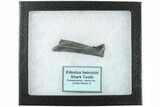 Bizarre Edestus Shark Tooth In Jaw Section - Carboniferous #238487-2